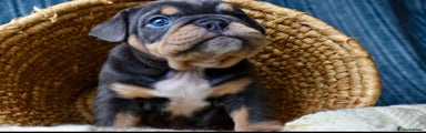English Bulldog Puppy 2 karata 
