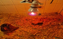 Quail poultry for sale: Chinese painted Quail Chicks - Image 1
