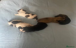 Shih Tzu dogs for sale: Puppy for sale  - Image 8