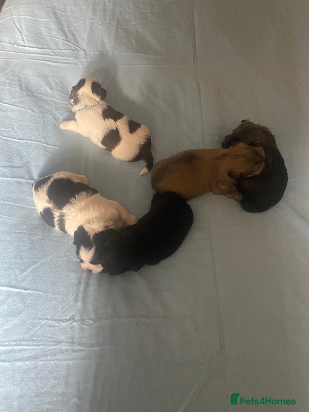 Shih Tzu dogs for sale: Puppy for sale  - Image 8