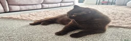 British Shorthair cats for sale: **GCCF Registered Retired Chocolate girl 'Hope' ** - Advert 2