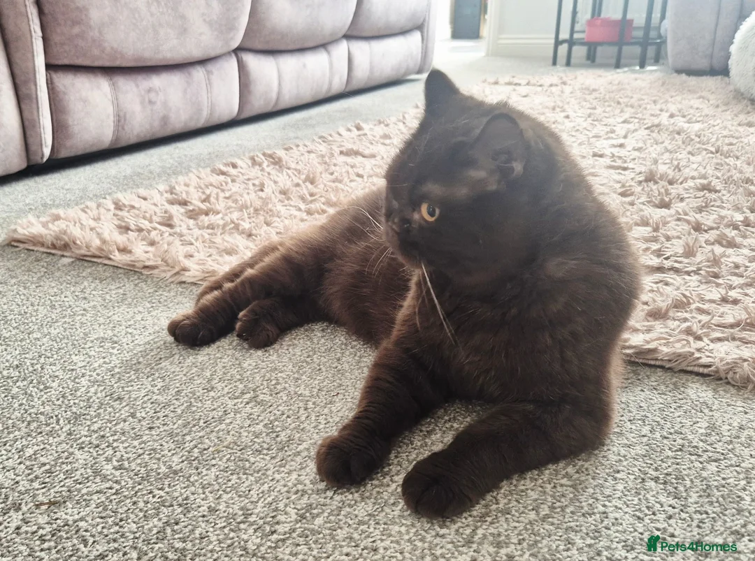 British Shorthair cats for sale: **GCCF Registered Retired Chocolate girl 'Hope' ** - Advert 2