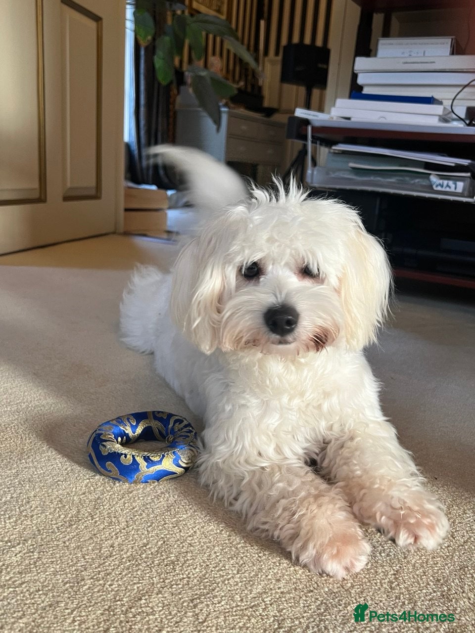 Coton De Tulear dogs 9 Month Female Thoroughbred Coton De Tuleur  - Advert 1