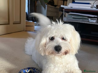 Coton De Tulear dogs 9 Month Female Thoroughbred Coton De Tuleur - Advert 2