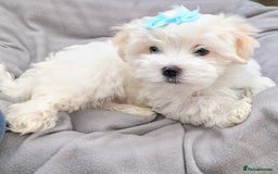 Maltese dogs for sale: Beautiful Small Size Maltese ONLY TWO PUPPIES LEFT - Image 4