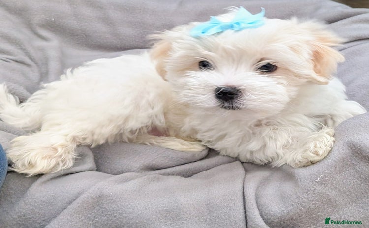 Maltese dogs - Advert 2