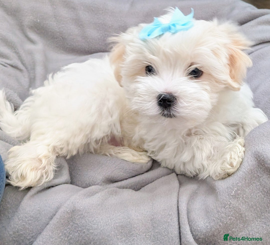 Maltese dogs for sale: Beautiful Small Size Maltese ONLY TWO PUPPIES LEFT - Image 4