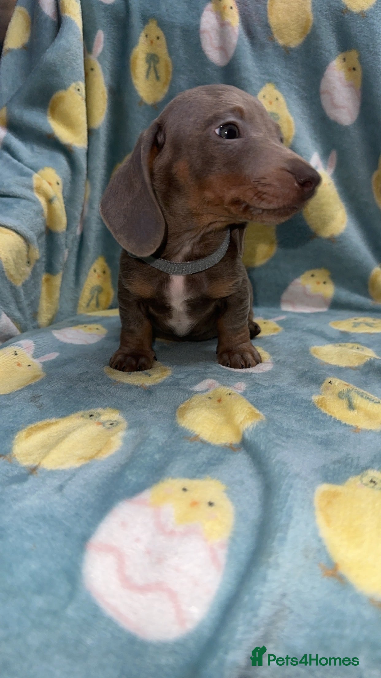 Miniature Dachshund dogs £950 LAST PUPPY 👀 new home  - Advert 6