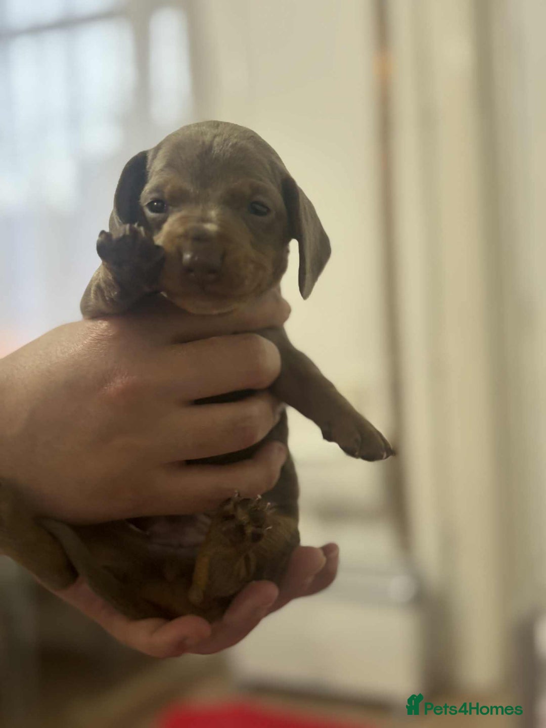 Miniature Dachshund dogs for sale: 6 Beautifull mini dachshunds - Advert 12