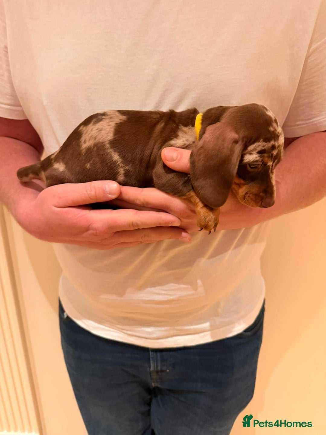 Miniature Dachshund dogs for sale: Miniature dachshund  - Advert 4