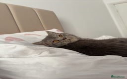 British Shorthair cats for sale: British shortbair - Image 3