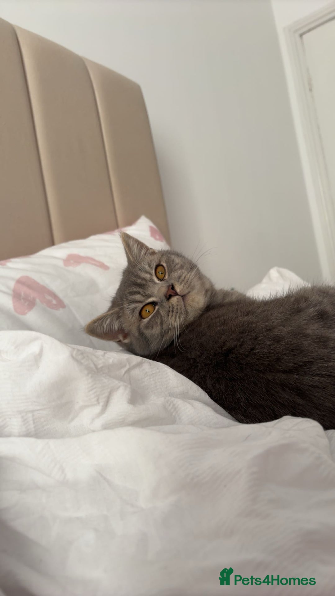 British Shorthair cats for sale: British shortbair - Image 3