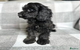 Cockapoo dogs for sale: Beautiful cockapoos looking for forever homes  - Image 7