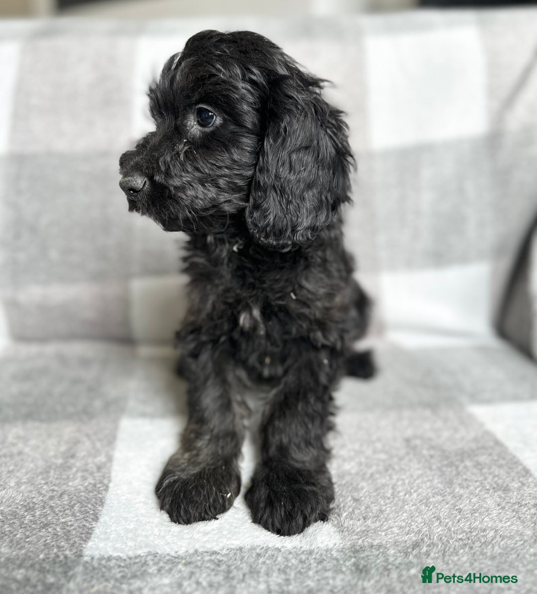 Cockapoo dogs for sale: Beautiful cockapoos looking for forever homes  - Image 7