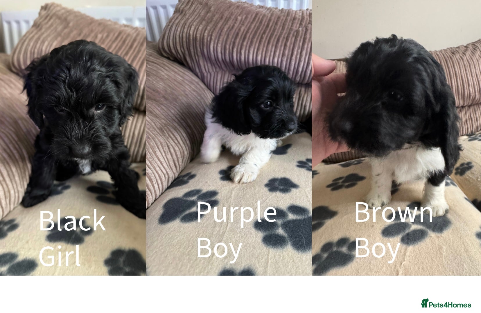Mixed Breed dogs 8 Springer mix Puppies - Advert 1