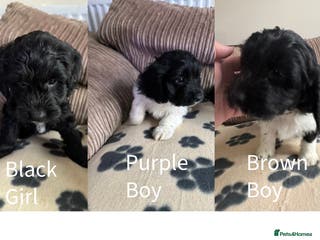 Mixed Breed dogs 8 Springer mix Puppies - Advert 3