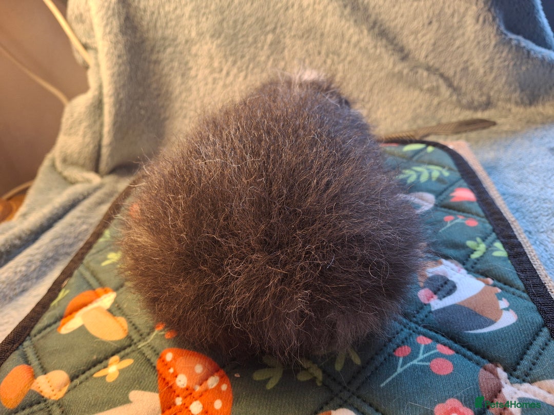 Guinea Pig rodents for sale: Beautiful Swiss Boars Baby /Young Adult  - Advert 8