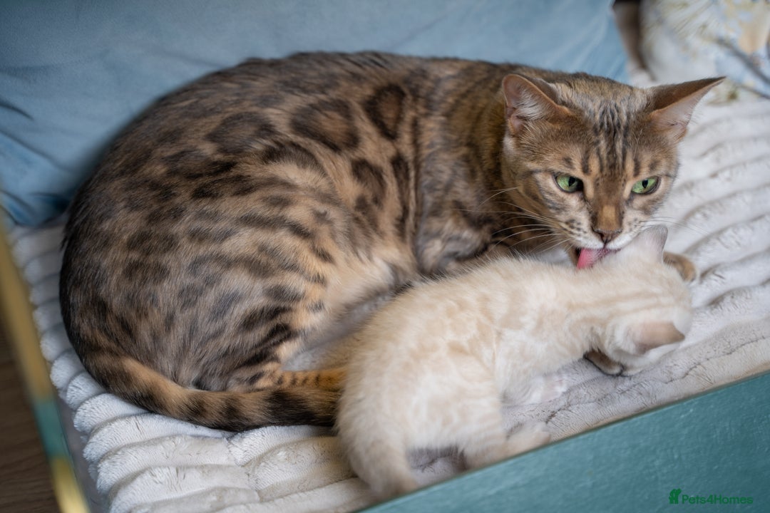 Bengal cats for sale: 3 Snow Bengal Boys-Gorgeous-TICA-Ready in November - Image 20