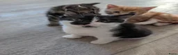 Mixed Breed cats for sale: Siberian mix kittens for sale - Advert 7