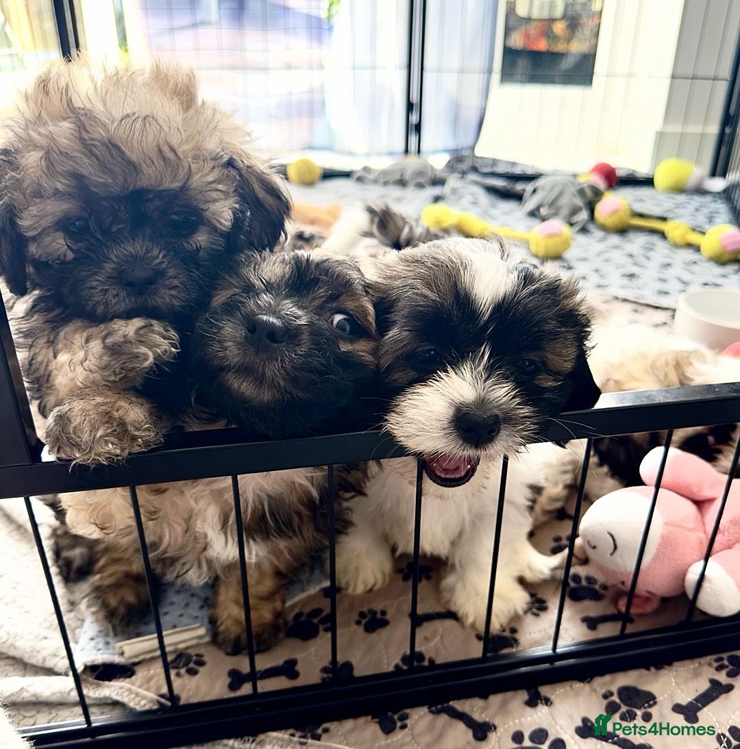 Shih Tzu dogs for stud: Kc Registered Shih Tzu for stud in Bournemouth - Advert 23