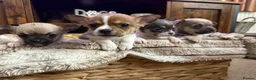 Chihuahua dogs for sale: Chihuahua puppies in Inverness - Advert 3