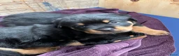 Rottweiler dogs for sale: Rottweiler puppies - KC Registered. in Halstead - Advert 36