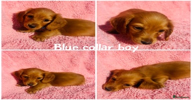 Miniature Dachshund dogs - Advert 4