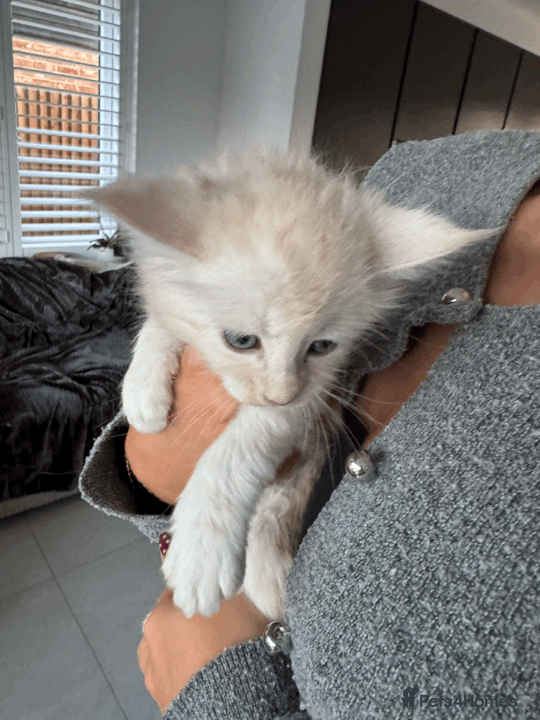 Maine Coon cats for sale: Maine coon kittens -2 boys and 1 girls left - Image 15