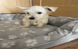 West Highland Terrier dogs for sale: Beautiful west highland terriers puppys - Image 10