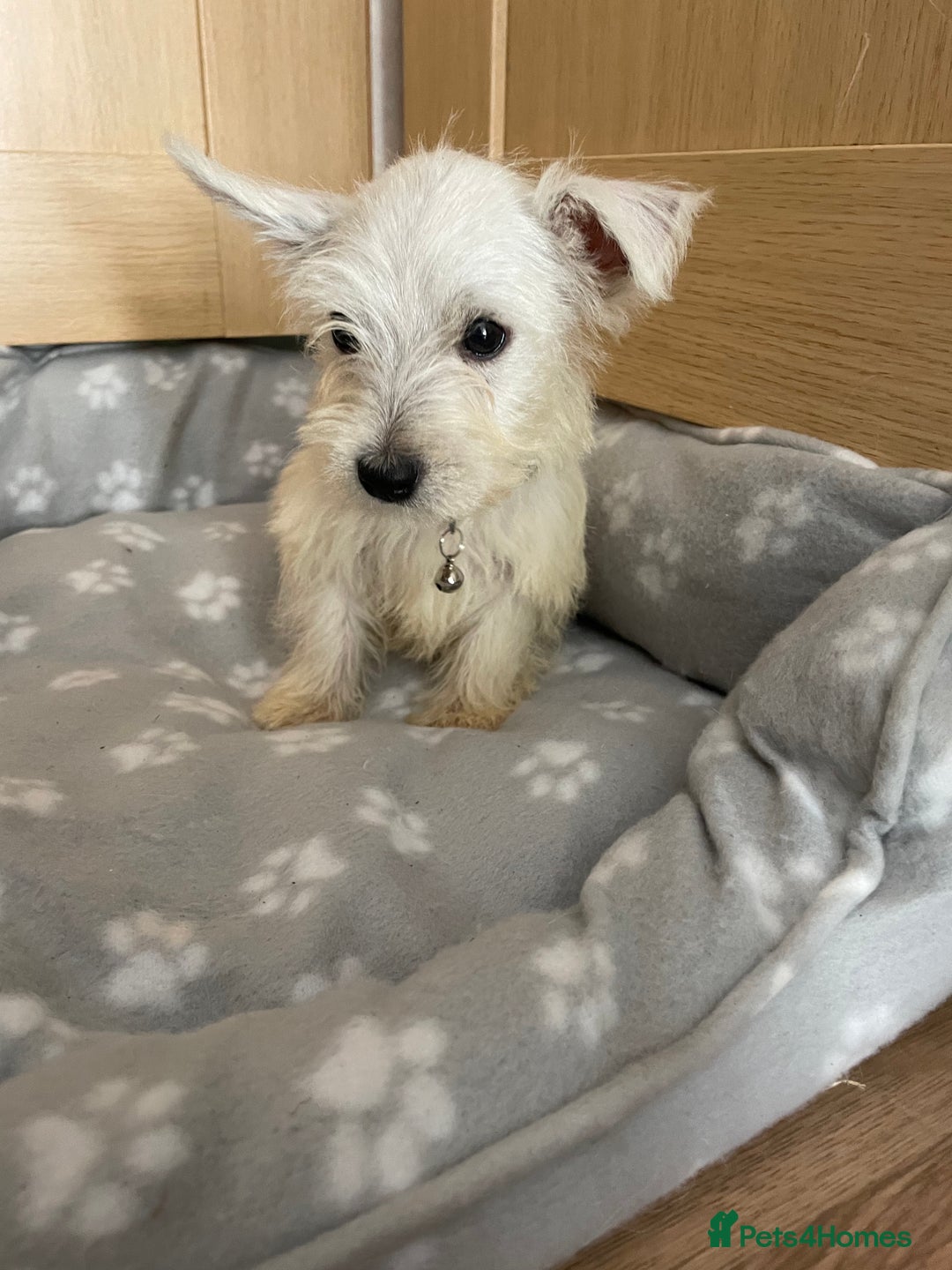 West Highland Terrier dogs for sale: Beautiful west highland terriers puppys - Image 10