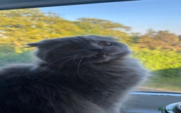 Scottish Fold cats for sale: Willow - Image 11