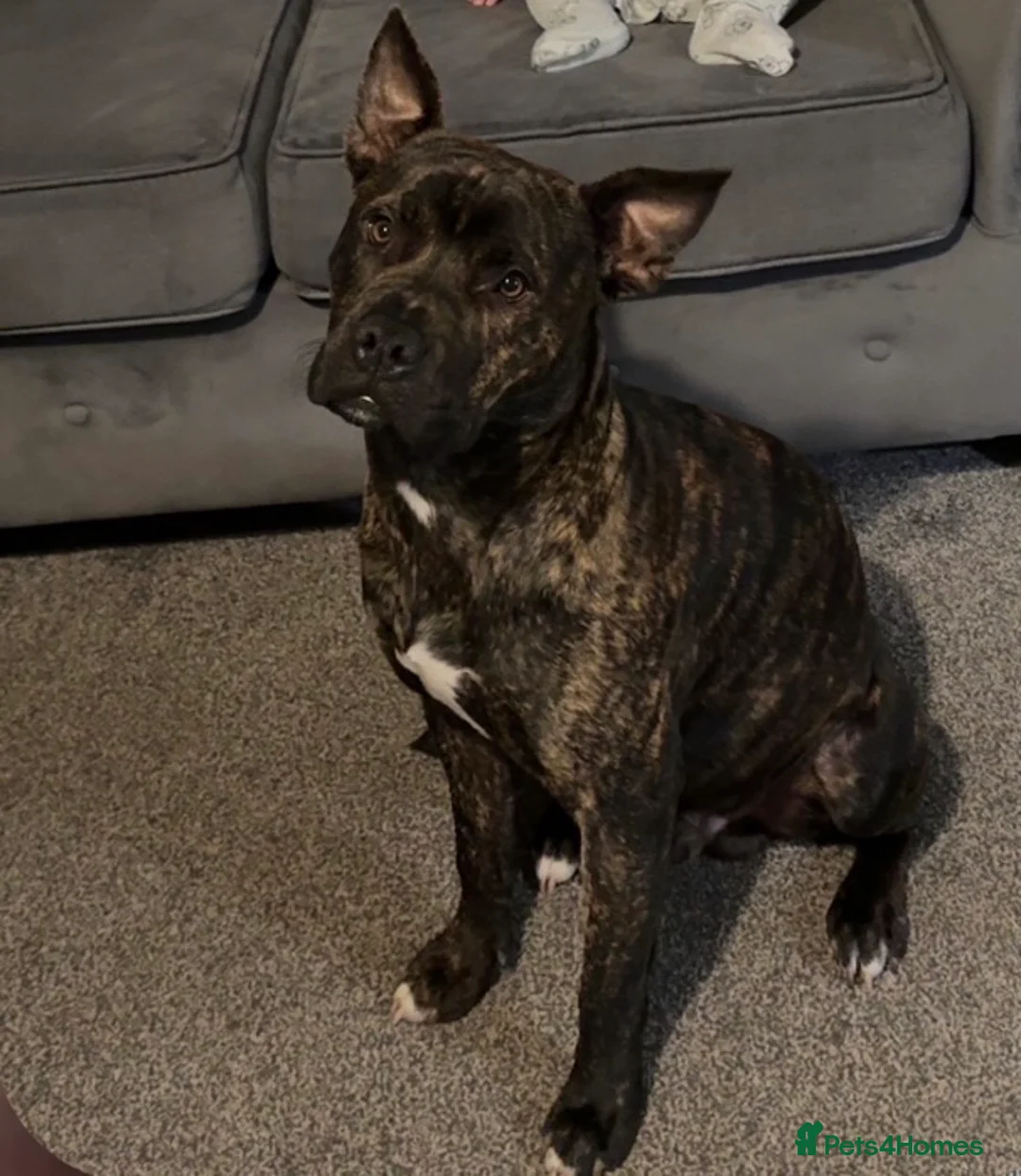 Mixed Breed dogs for sale: Staff ** tif  - Advert 1