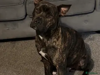 Mixed Breed dogs StaffXmastif - Advert 9