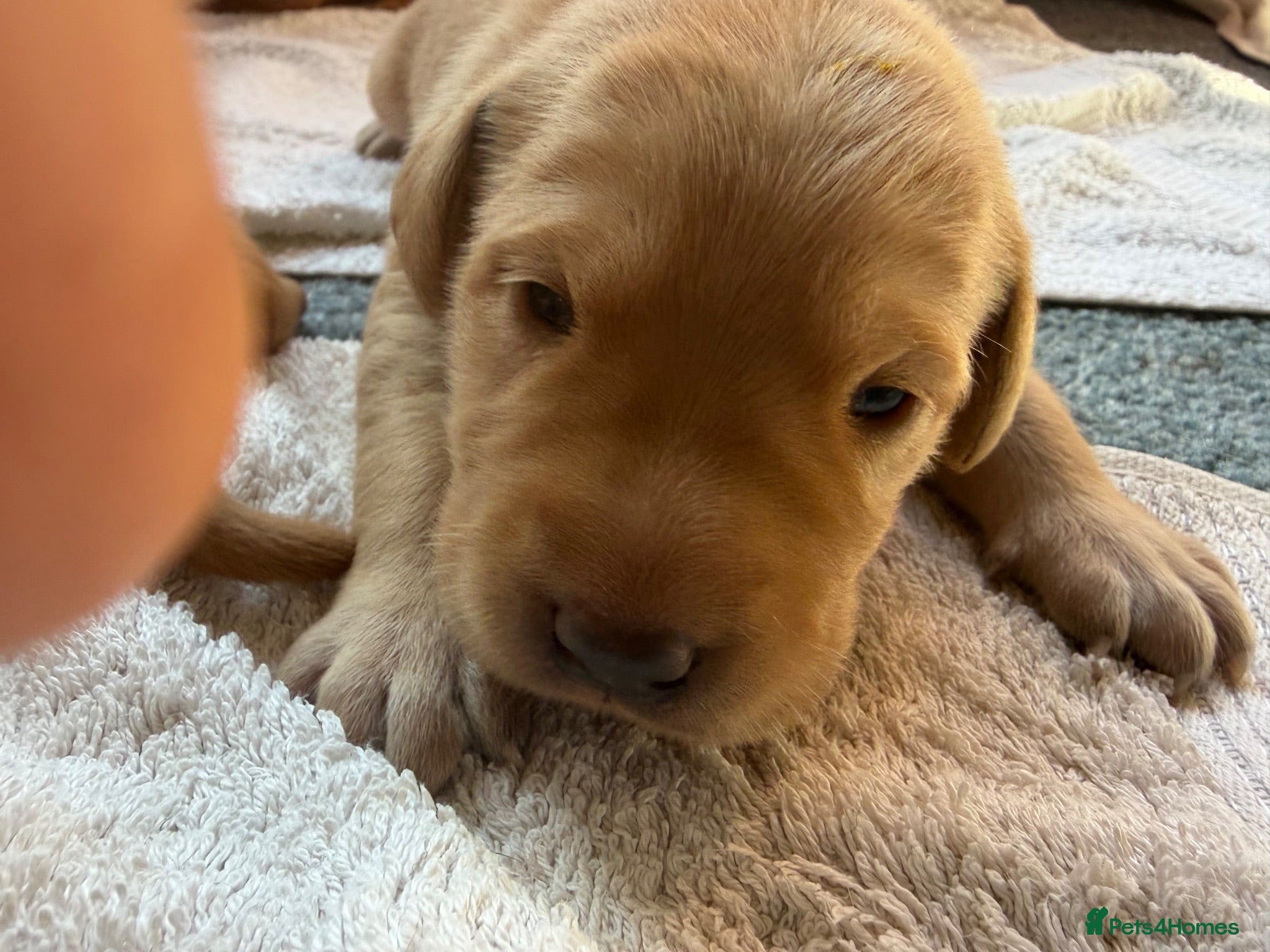 Labrador Retriever dogs Fox red/yellow KC, health tested Labradors  - Advert 13