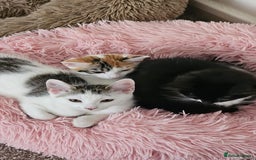 Mixed Breed cats for adoption: Pingu the rescue kitten needs forever home - Image 2