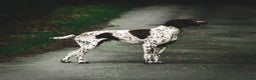 German Shorthaired Pointer dogs for stud: ✨FULLY HEALTH TESTED✨ Proven GSP stud in Llandrindod Wells - Advert 8