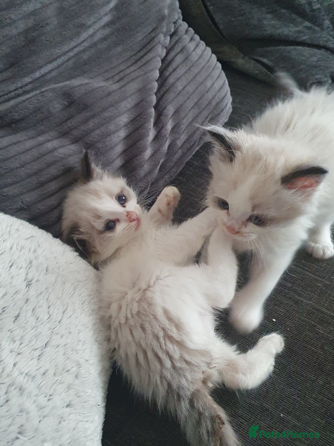 Ragdoll cats for sale: Bi colour ragdoll kittens - Image 3