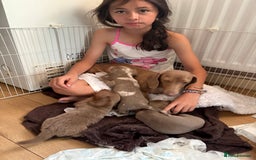 Miniature Dachshund dogs for sale: 1 long hair female miniature dachshund left  - Image 4