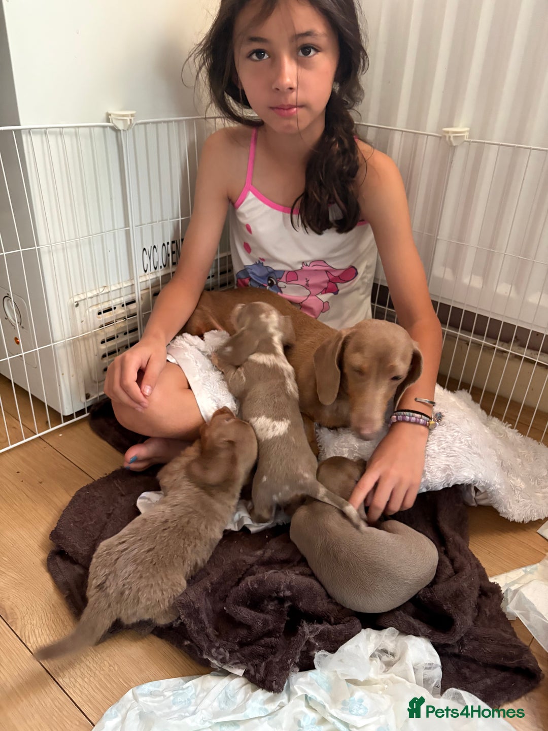 Miniature Dachshund dogs for sale: 1 long hair female miniature dachshund left  - Image 4
