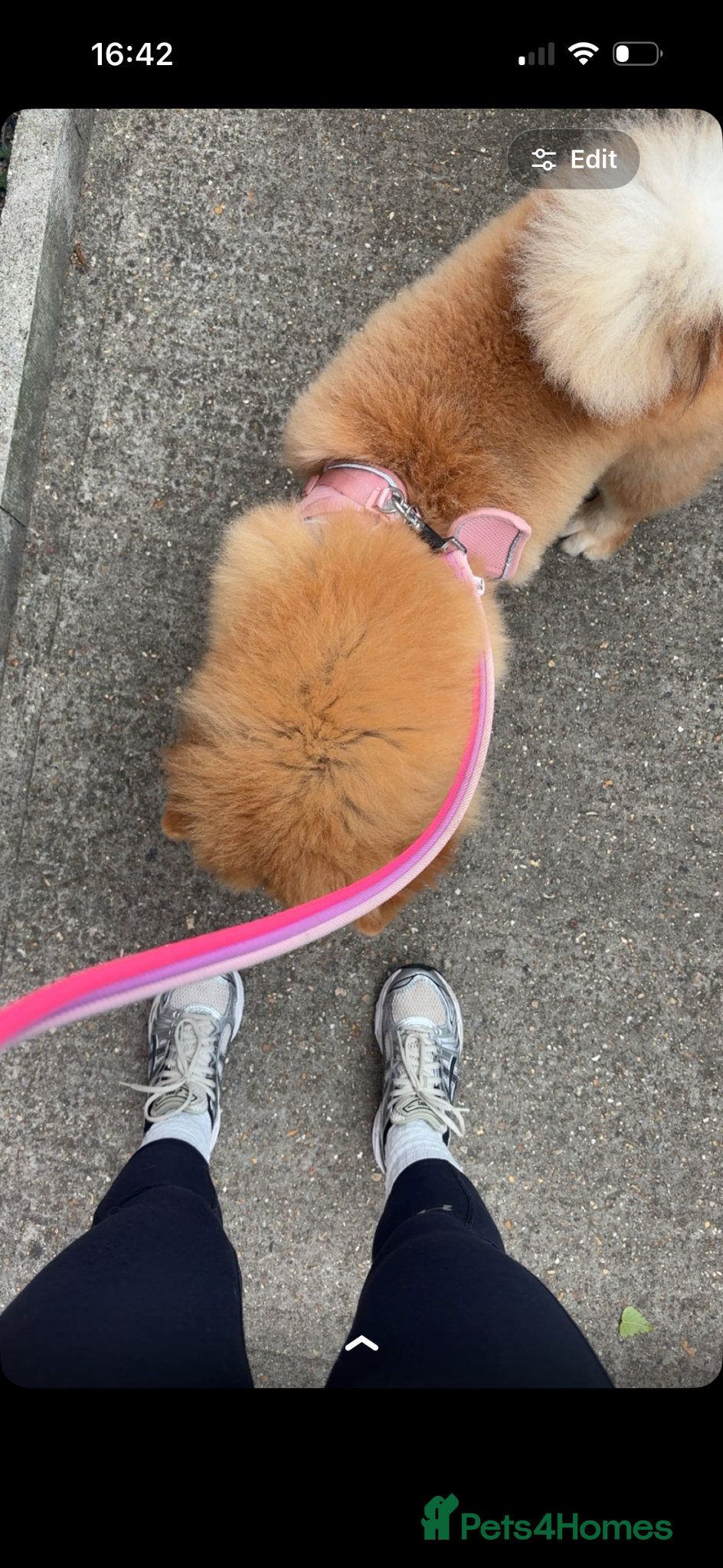 Chow Chow dogs for sale: Pedigree Chow Chow - Advert 2