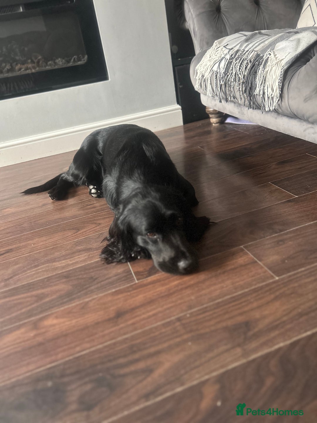 Sprocker dogs for stud: Large sprocker for stud - Advert 9