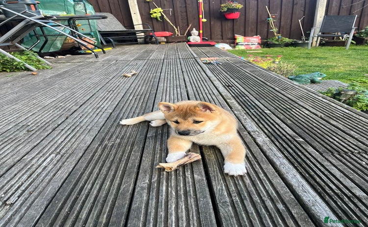 Japanese Shiba Inu dogs - Advert 3