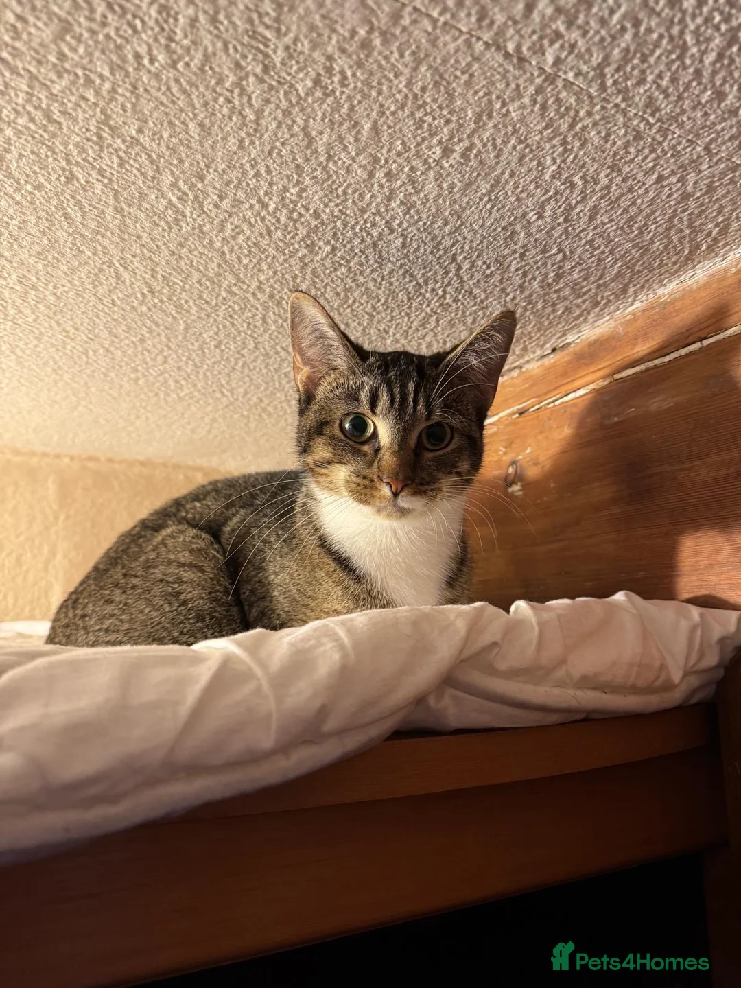 Mixed Breed cats for sale: Lovely young female cat fro adoption! - Advert 2