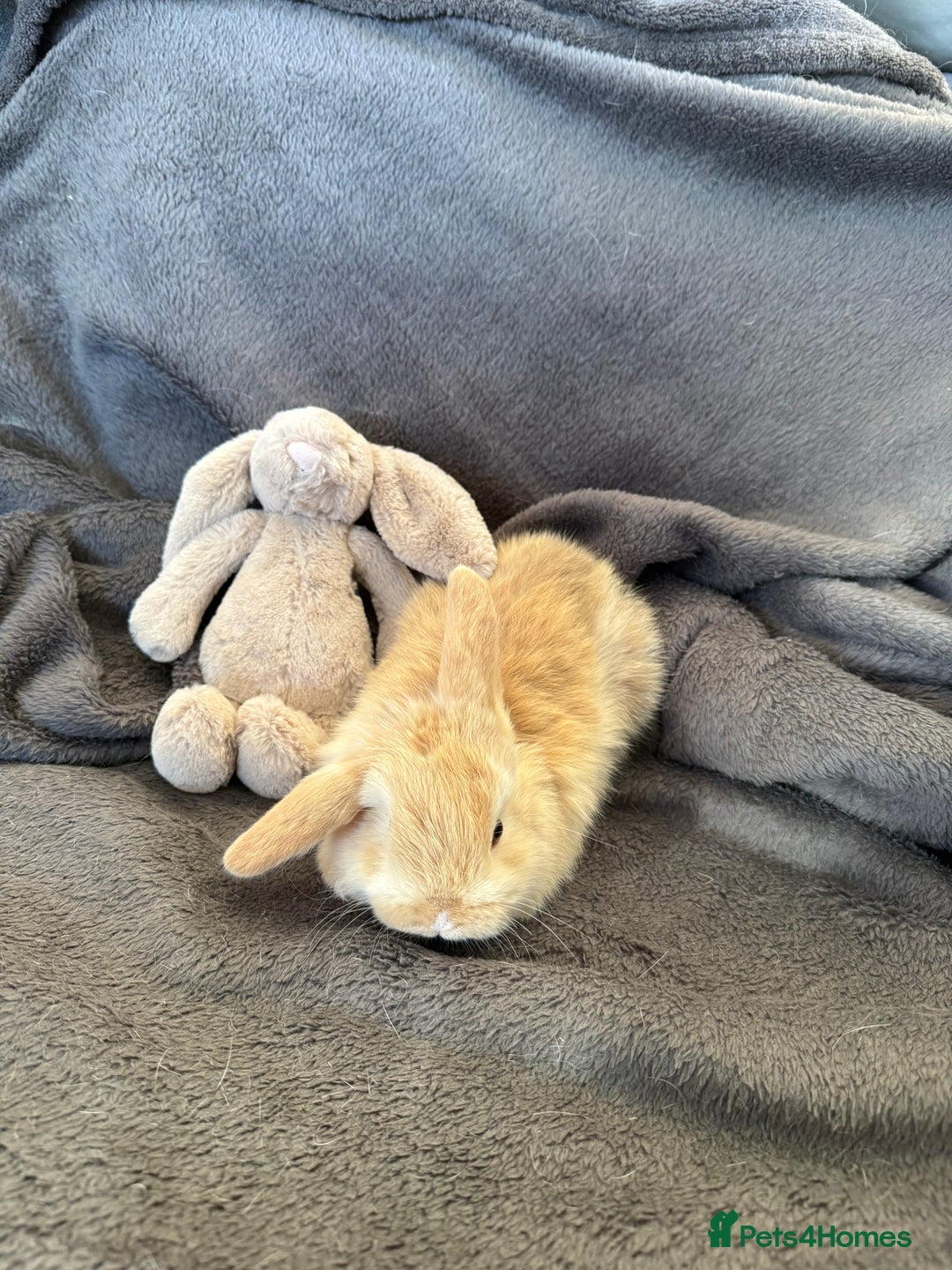 Mixed Breed rabbits for sale: Beautiful friendly baby bunnies ready in 4 weeks  - Advert 10