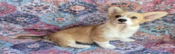 Welsh Corgi Pembroke dogs for sale: KC Registered Welsh Corgi Pembroke puppies in Horsham - Advert 8