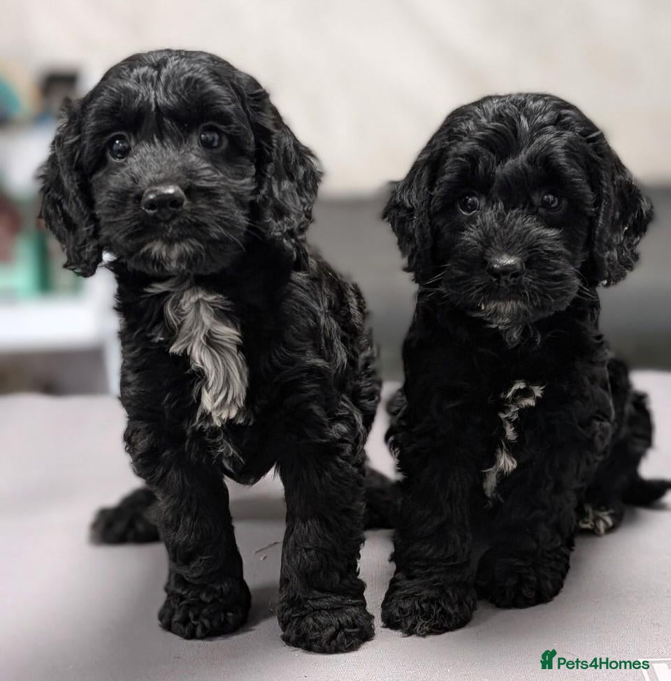 Cockapoo dogs Licensed breeder, health tested F1 cockapoos - Advert 1