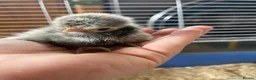 Chickens poultry for sale: Fertile polish / Poland chicken eggs - Advert 4