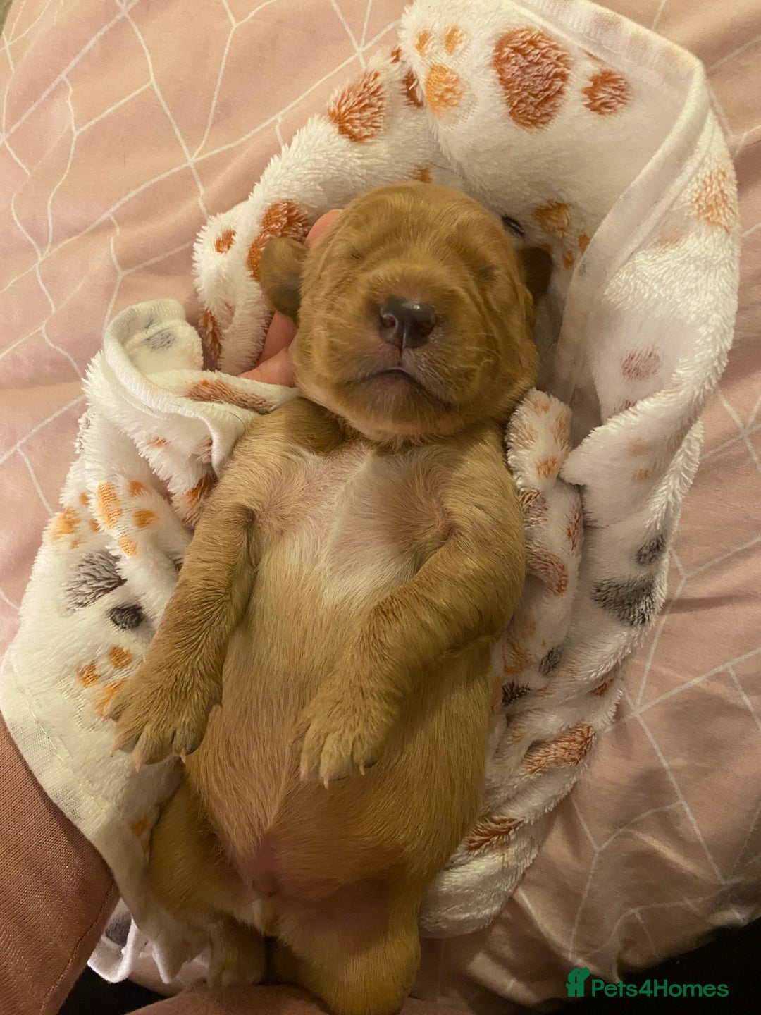 Springador dogs for sale: Labrador puppies - Advert 7