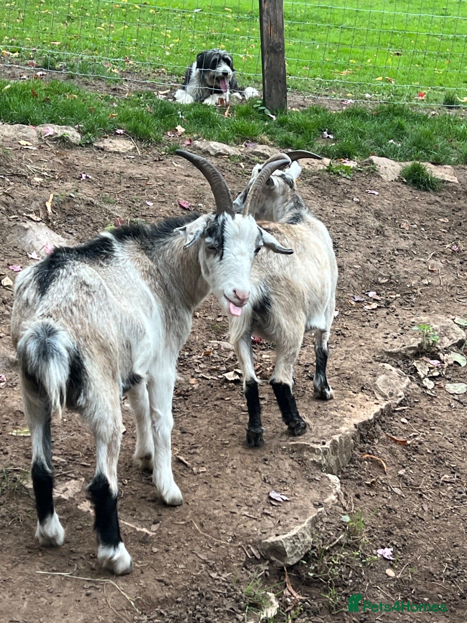 Goats livestock Wether Pygmy goats  - Advert 16