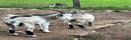 Goats livestock for sale: Wether Pygmy goats  in Bristol - Advert 1